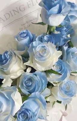 blue roses | ninh dương
