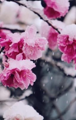 Bông hoa giữa làn tuyết trắng