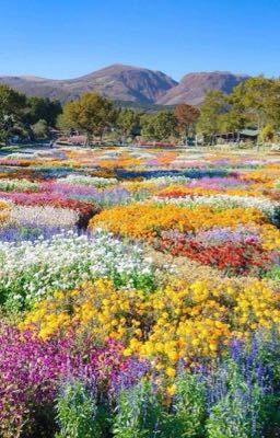 Flower Forest Of Love