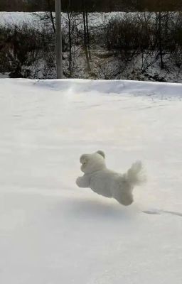 [HẮC MIÊU] Ai nói muốn phục hôn?