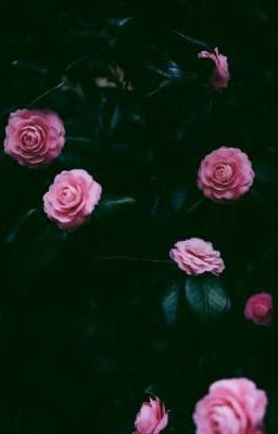 [Hakwoong] Blue rose