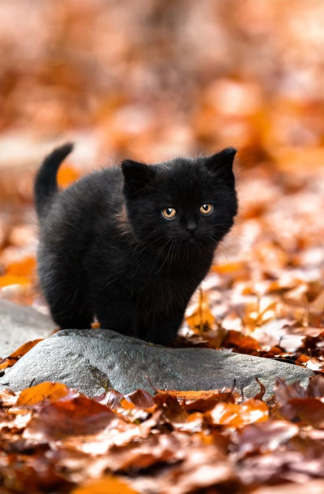 Черный и рыжий кот