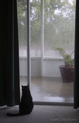 |jaywon| mưa, và mèo