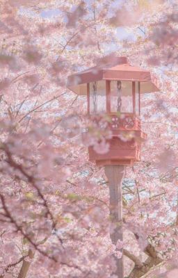 KenHina || Under the cherry blossoms