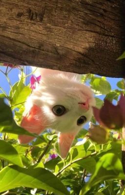 mèo tầng trên hoa tầng dưới