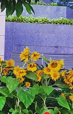 Những Tự Sự Của Nhân Vật Qua Đường Nhâm