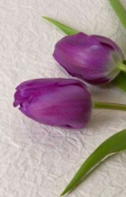 Sự Tích Hoa Tulip