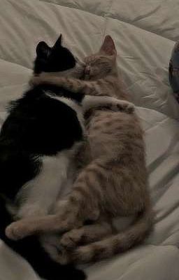 Tôi Yêu Chú.