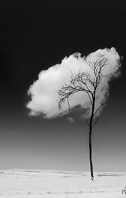 [Truyện ngắn] Mây và lá.