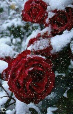 [Truyện tranh| Yuo × Todoroki] Rose And Snow