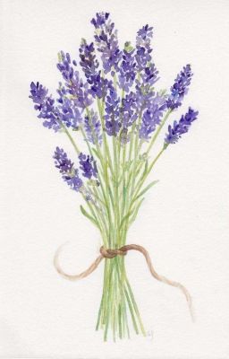 [Tsukinoya] Lavender