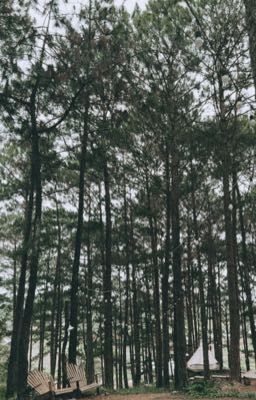 [twoshot] [NINGSELLE] - rừng thông. 
