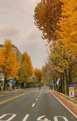 Verkwan | Jeju mùa thay lá