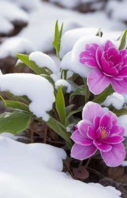 Đọc Truyện Winter Flowers - Truyen2U.Net