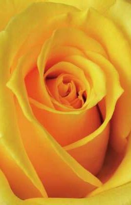 Yellow Roses ( Aesop x Joseph )